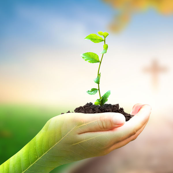 Photo image of hand holding a tree seedling.